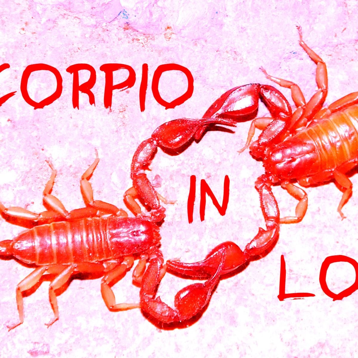 Do you why scorpios away push How To