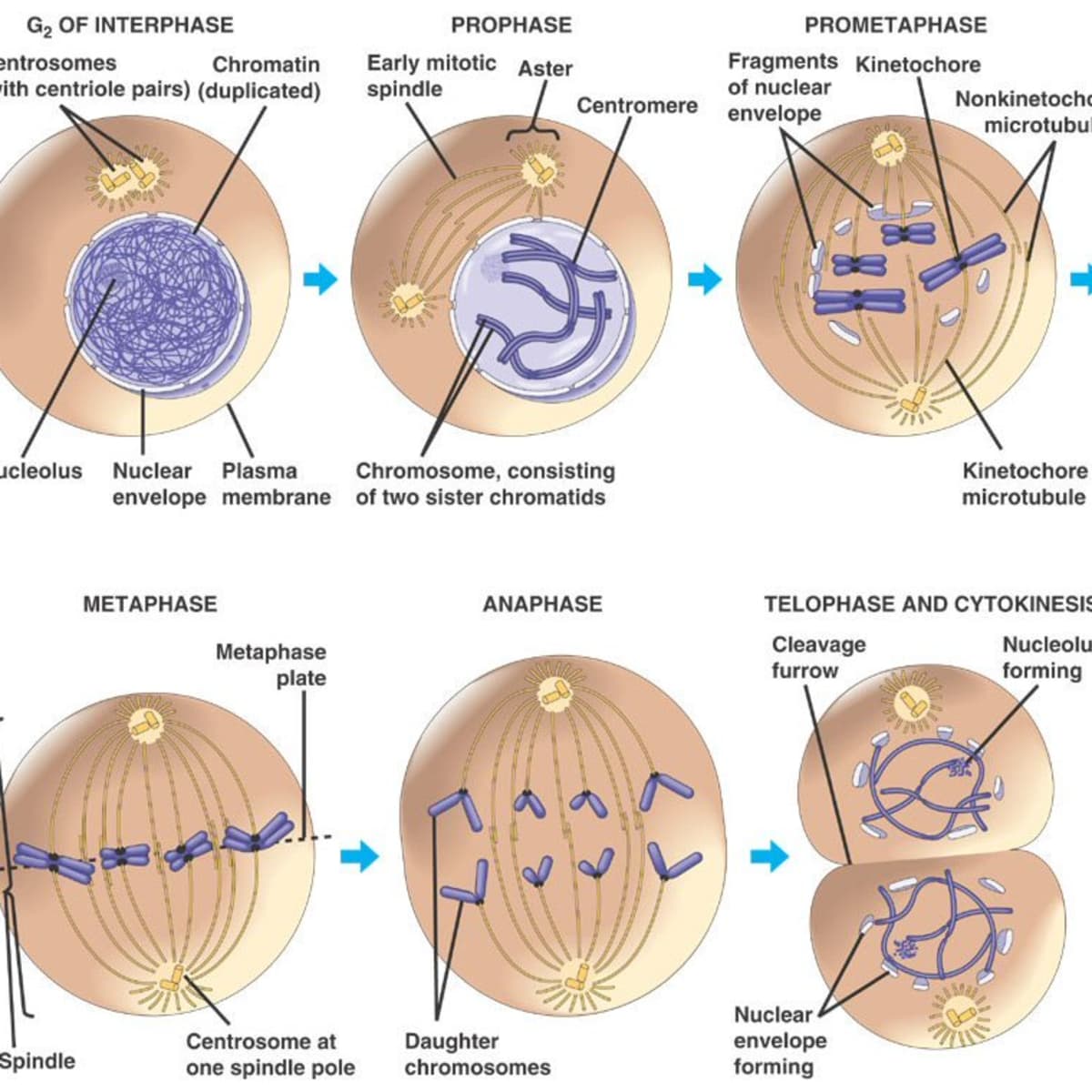 Stages of the Cell Cycle - Mitosis (Metaphase, Anaphase and Telophase) -  Owlcation