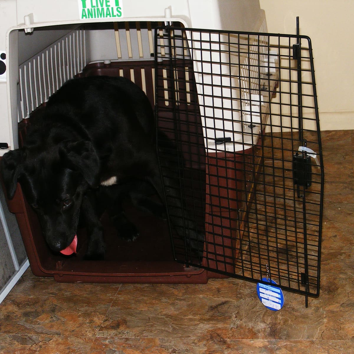 The Best Crates for Escape Artist Dogs - PetHelpful