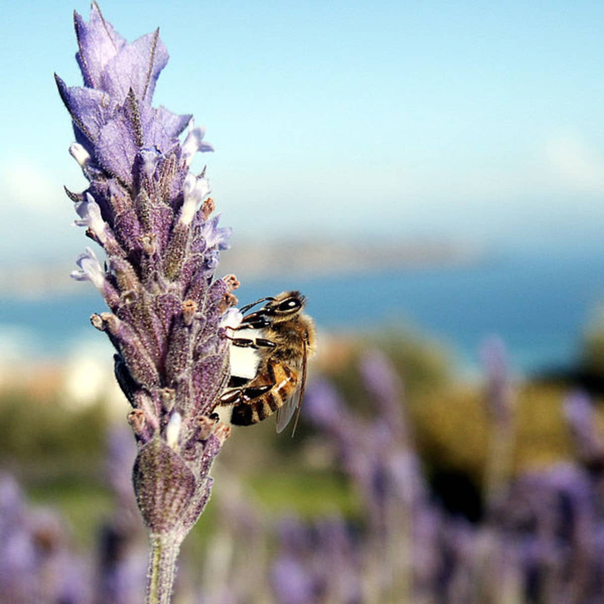 WILD BEES OF TEXAS - Honey & Killer Bees