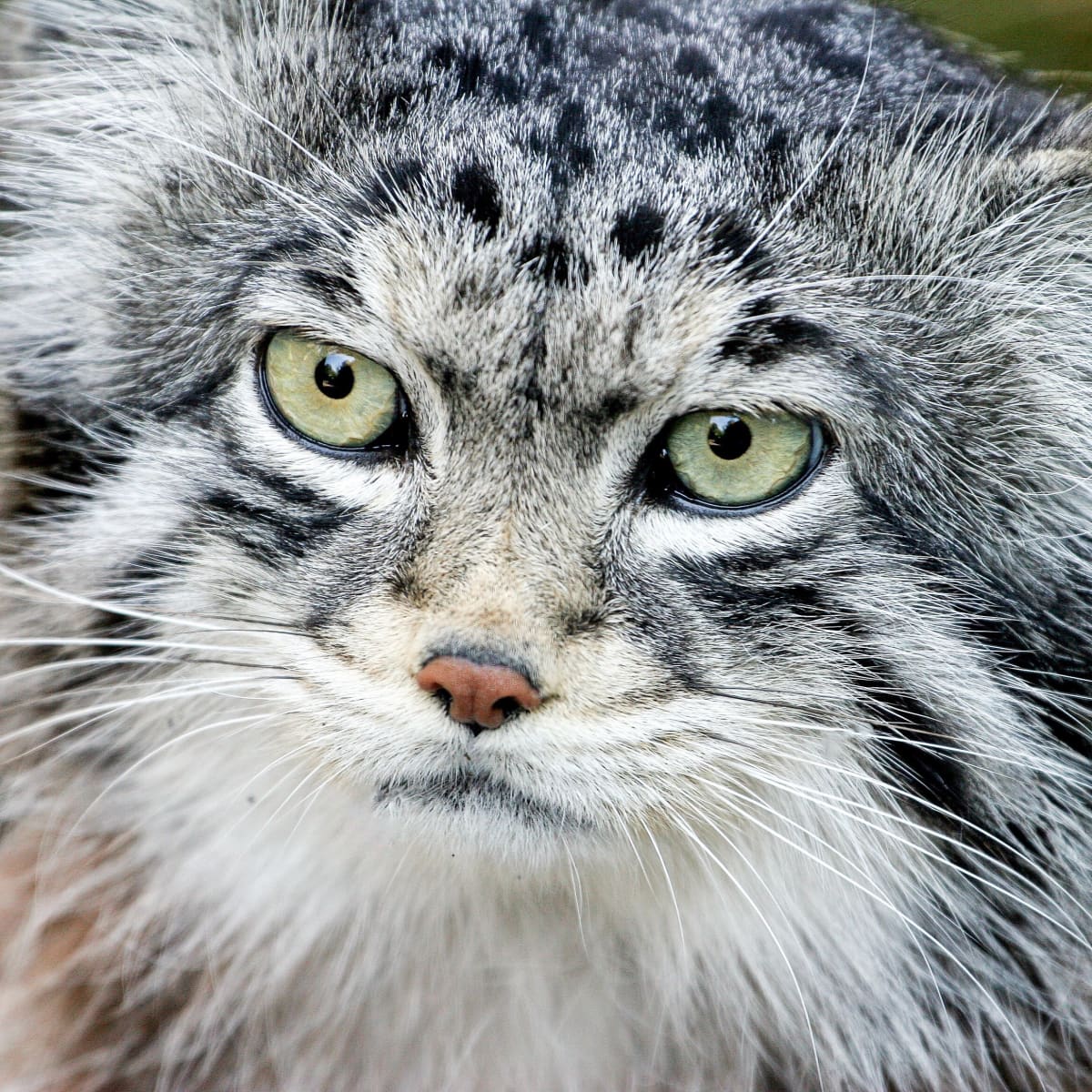 Pallas's Cat - Facts, Diet, Habitat & Pictures on