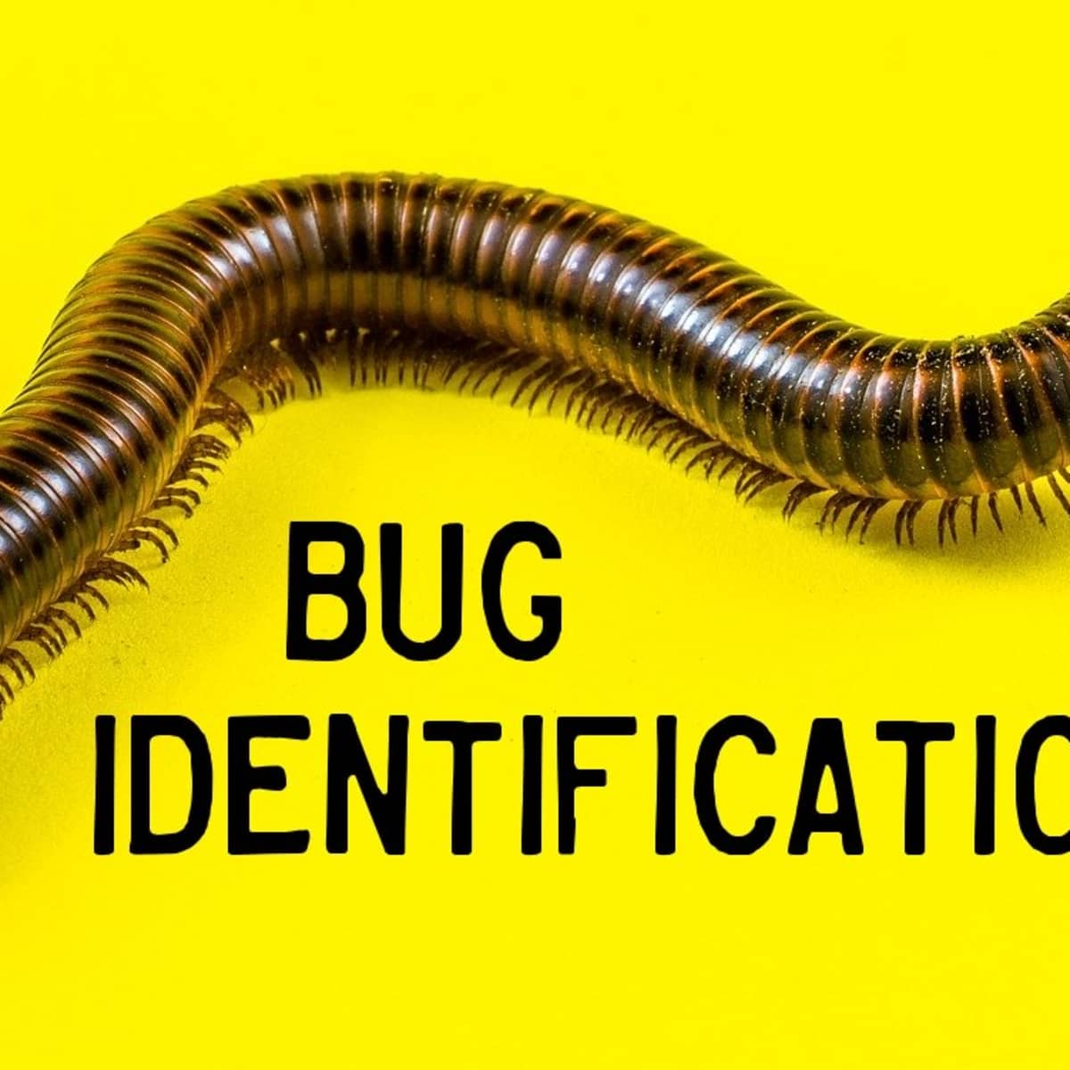 Bug Identification Guide to Common Insects (With Photos) - Owlcation