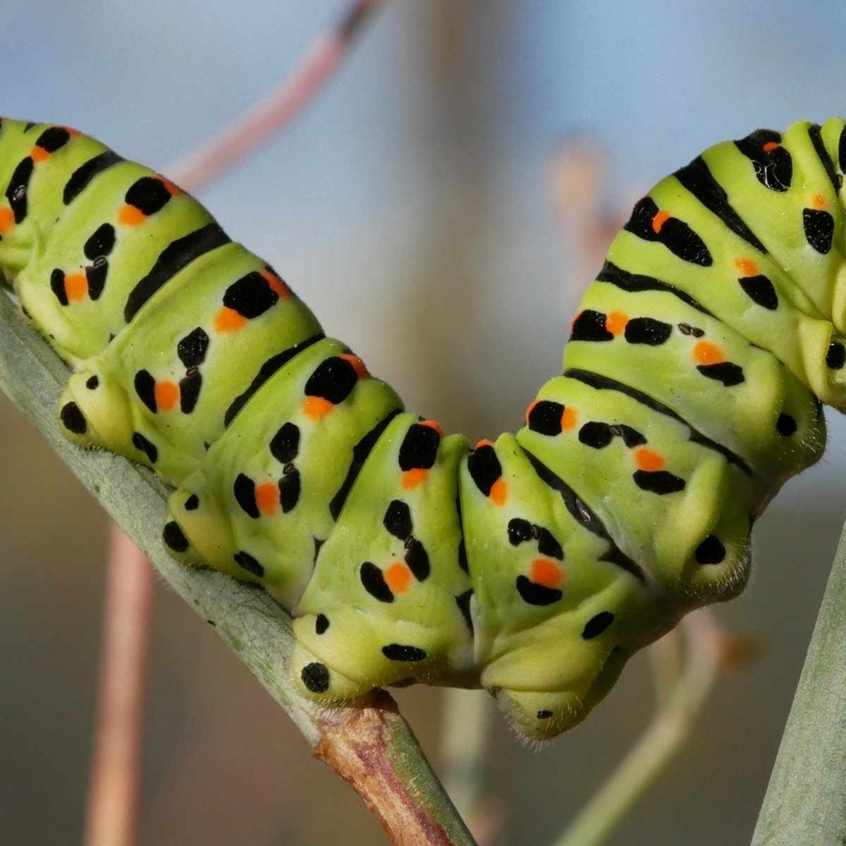 How To Raise A Caterpillar To A Butterfly Or Moth Owlcation