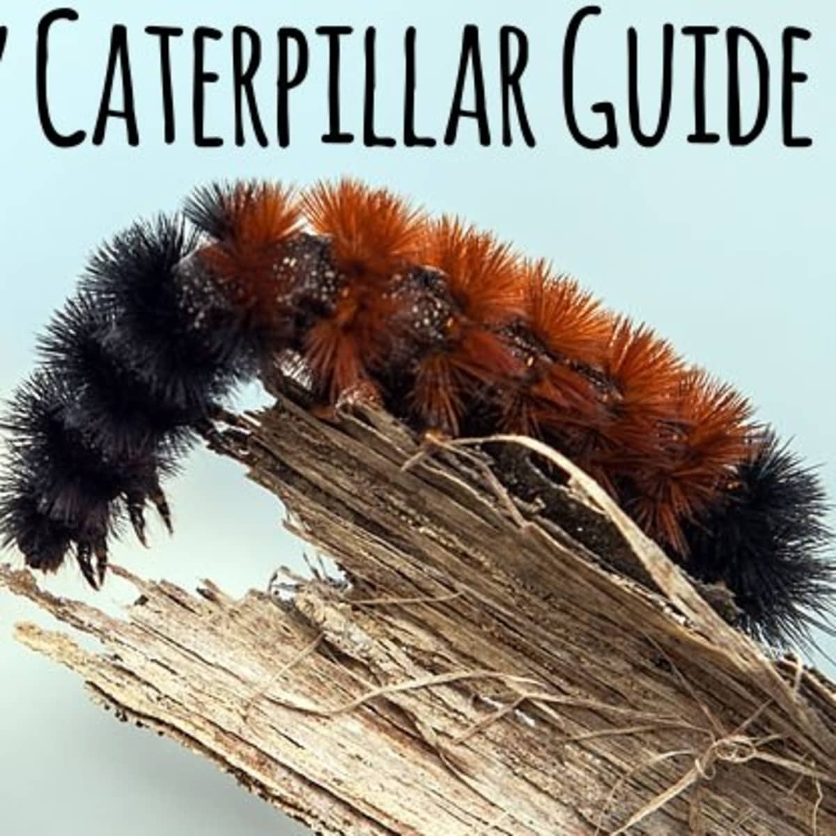 Furry Caterpillars An Identification Guide Owlcation - crawling in my crawl roblox id