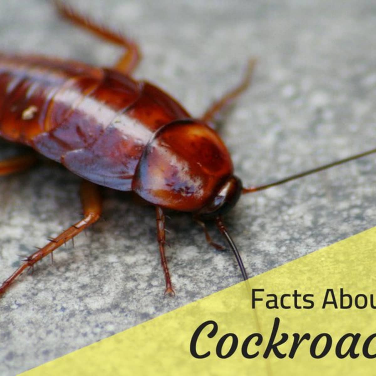 Roach Facts: Why Do Cockroaches Die on Their Backs and More - Owlcation