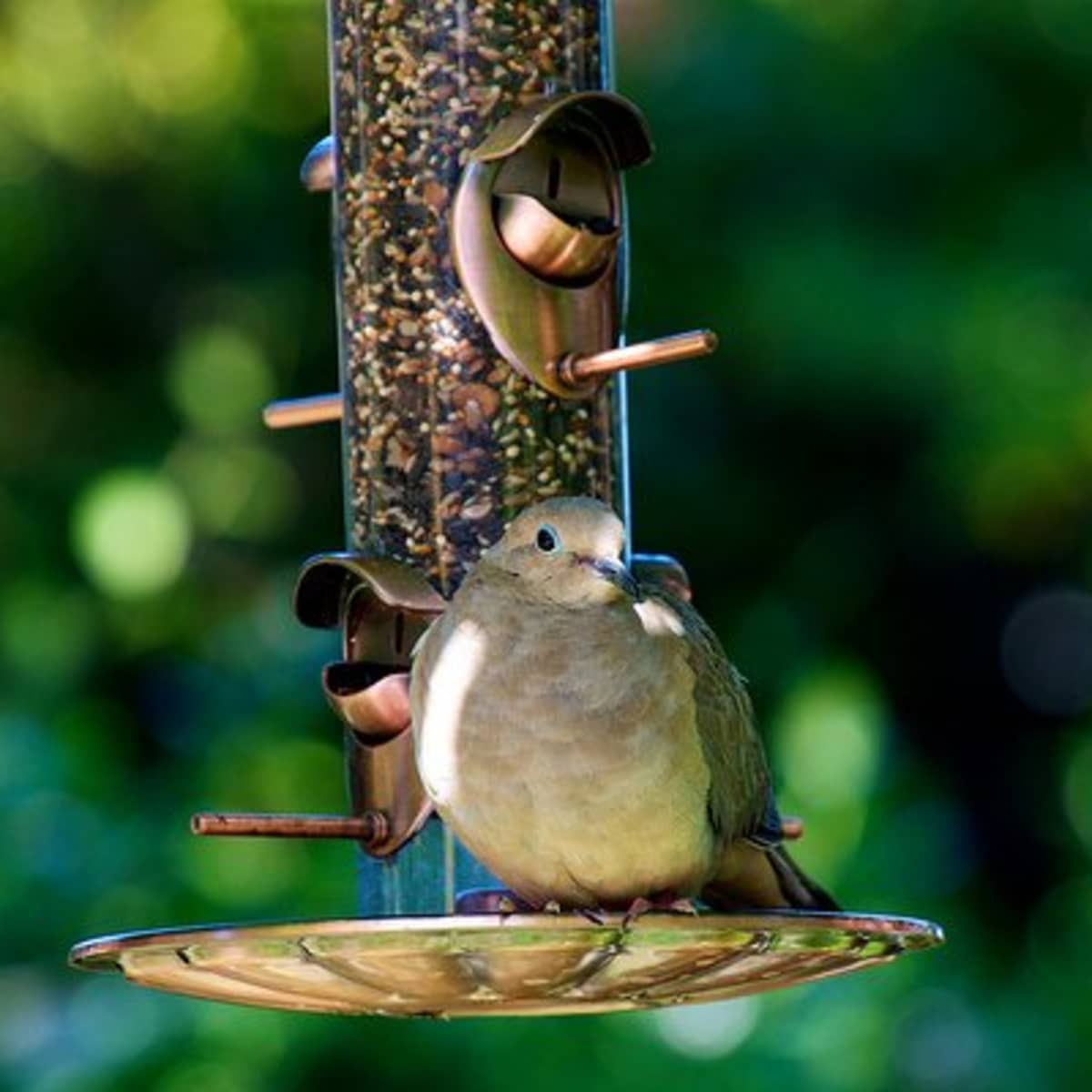 do doves eat black oil sunflower seeds