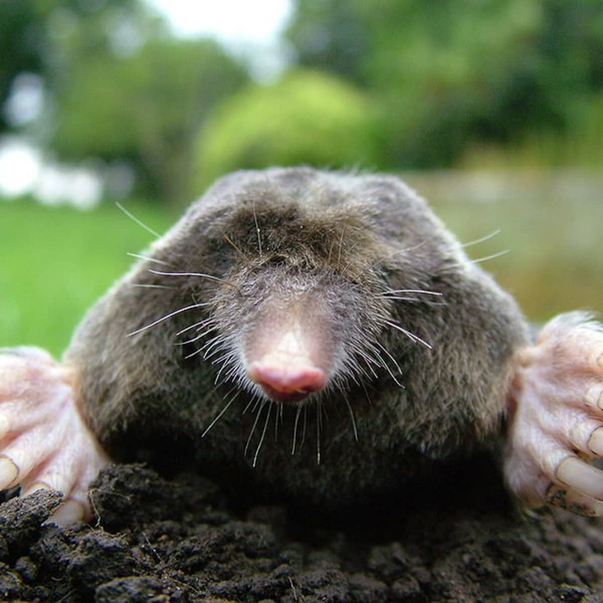 How to get rid of Moles