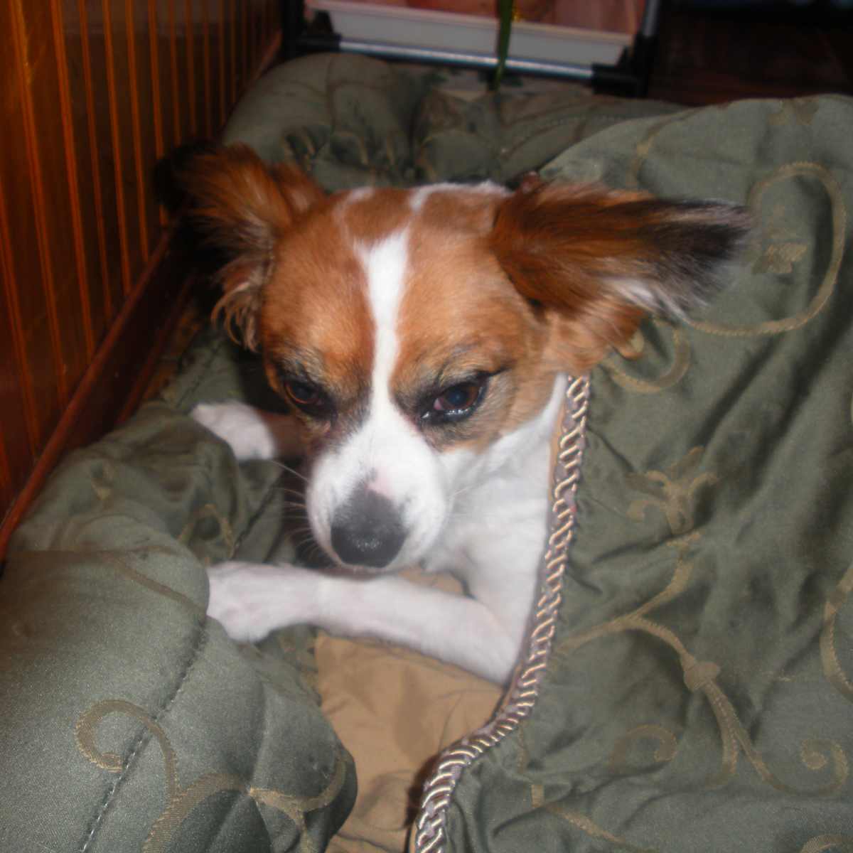 small dog snuggle sack