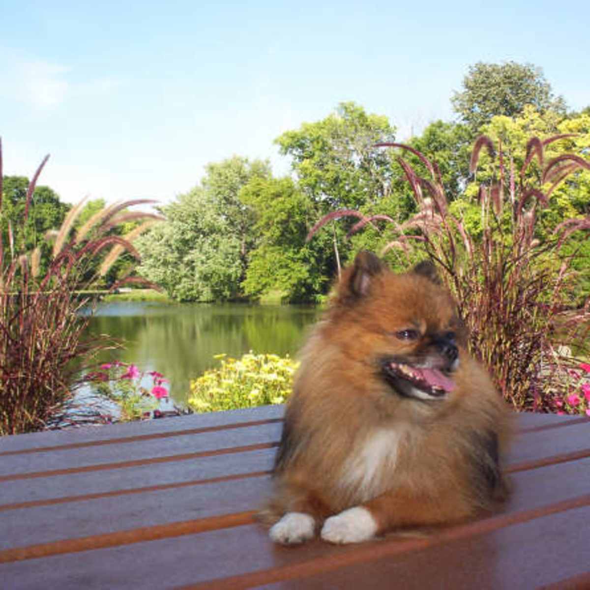 cleaning small dogs teeth