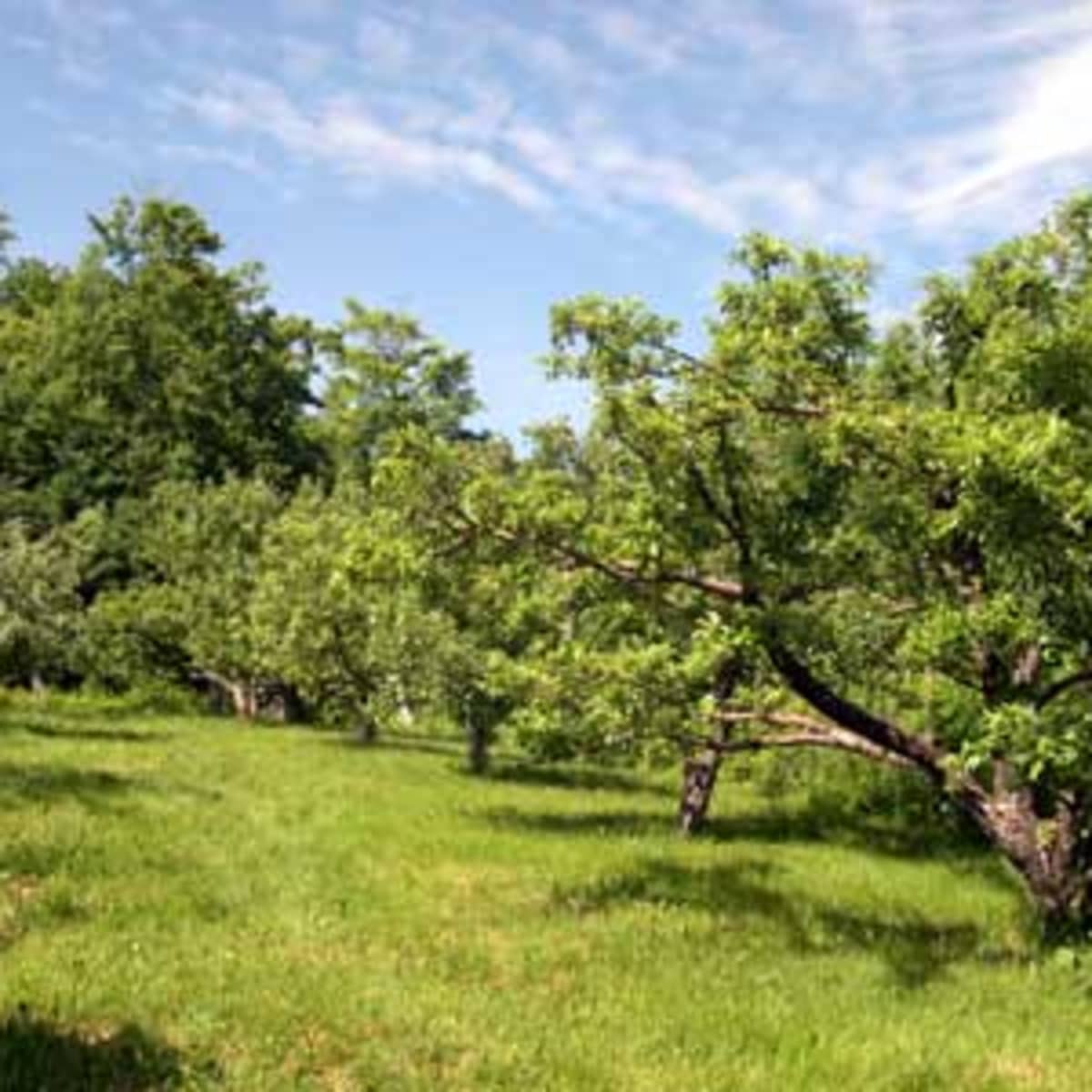 Fruit And Nut Producing Trees For Usda Hardiness Zone 8b Dengarden