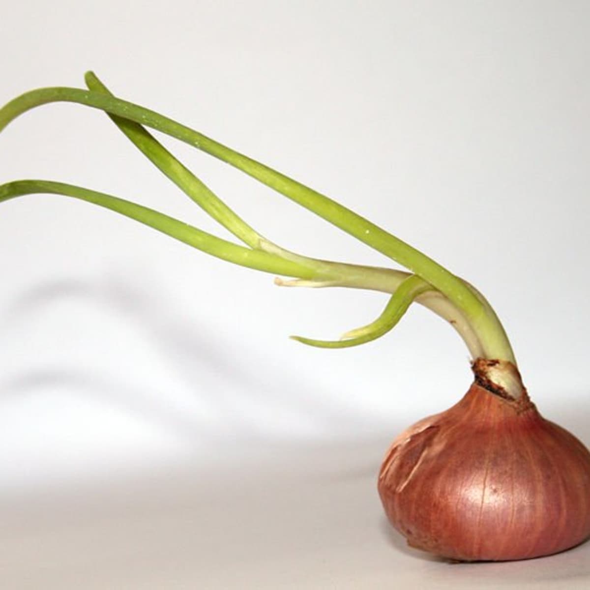 What To Do With An Onion Or Garlic Clove That Has Sprouted Dengarden