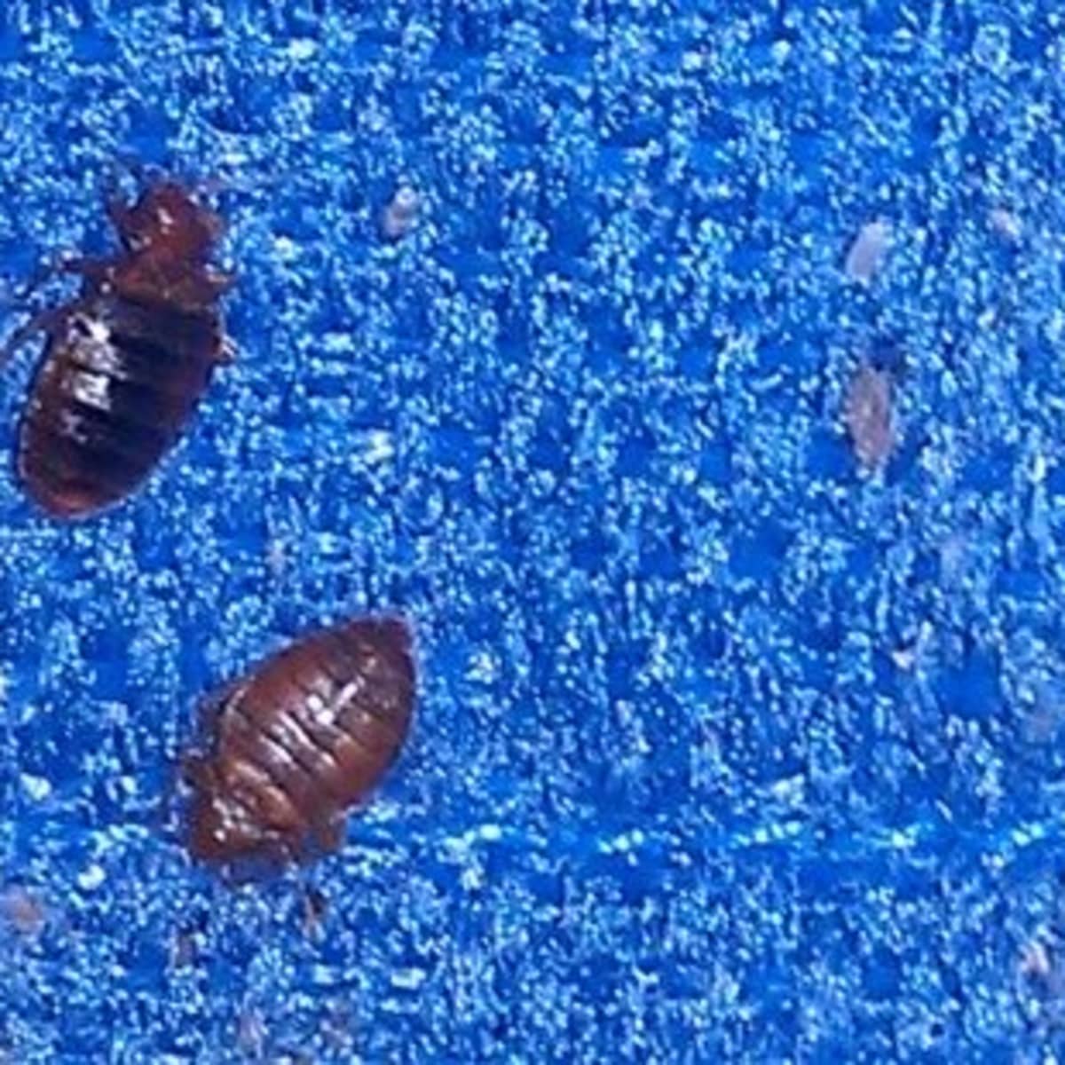 How to Identify Bedbugs and Distinguish Them From Other Pests - Dengarden