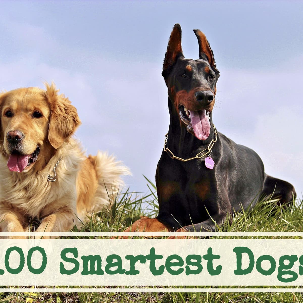 A List of the 100 Smartest Dog Breeds - PetHelpful