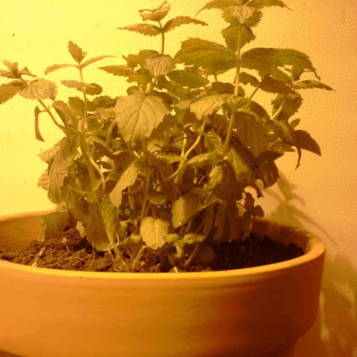 How To Grow Mint Indoors Dengarden