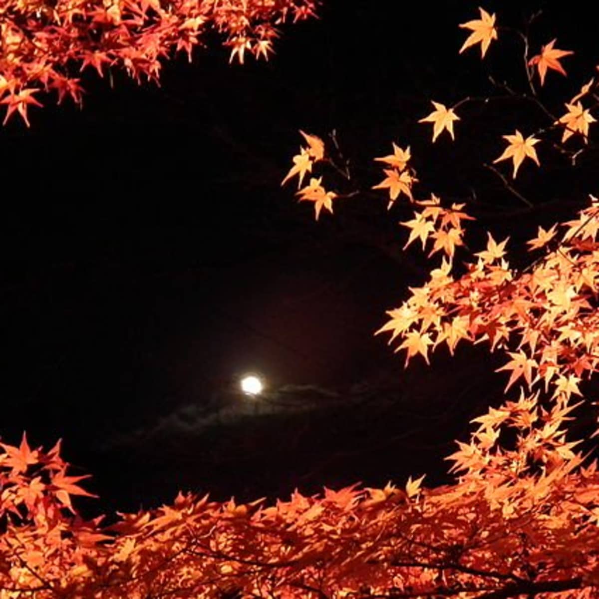 Kaede The Japanese Maple Tree Dengarden Home And Garden