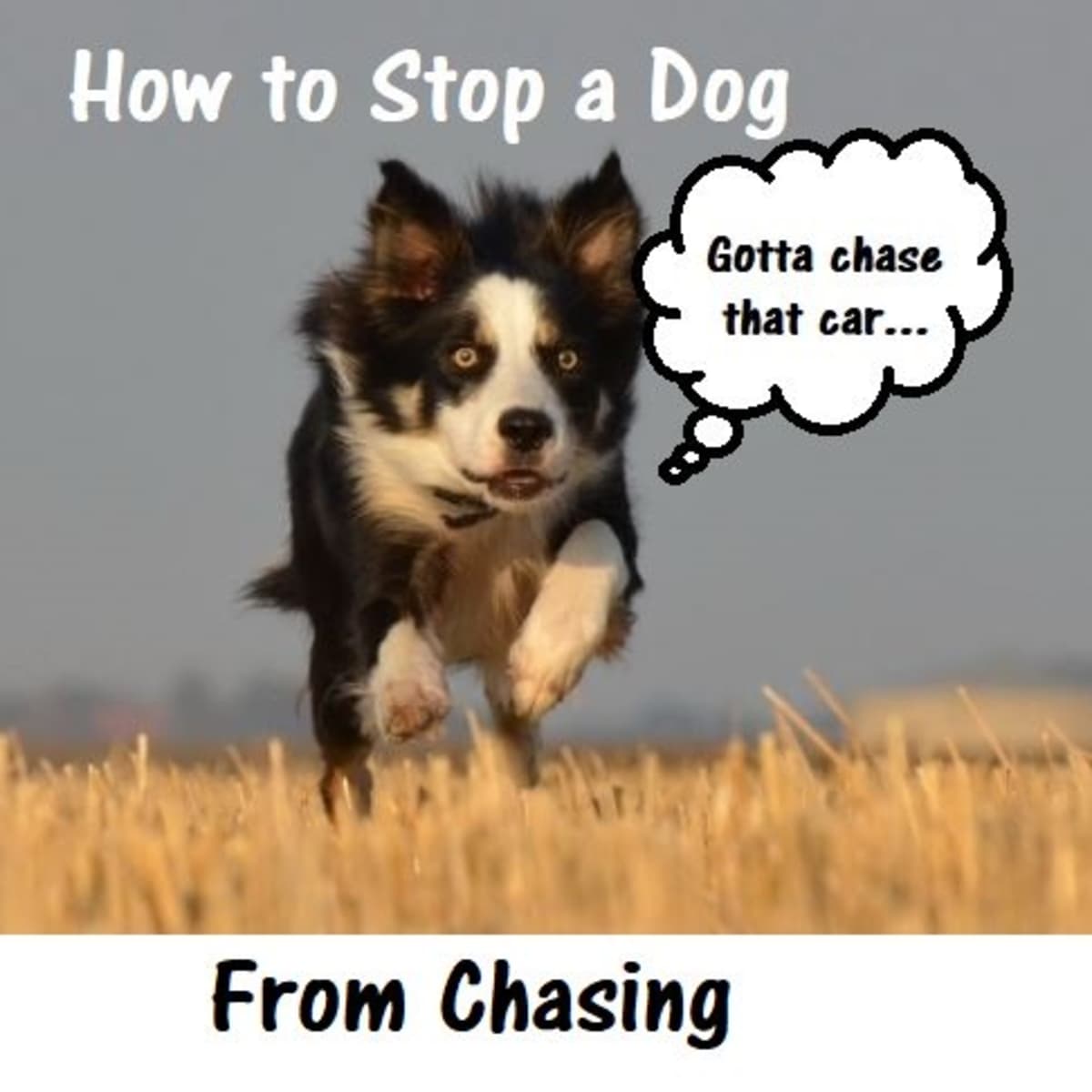 is it bad to chase your dog