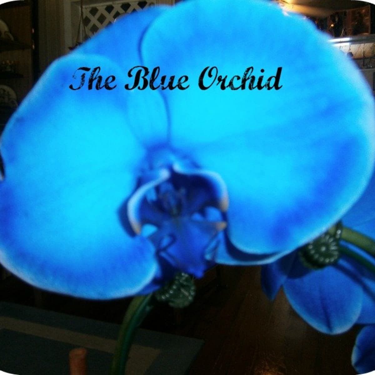 Growing and Caring for the Rare Blue Mystique Orchid - HubPages