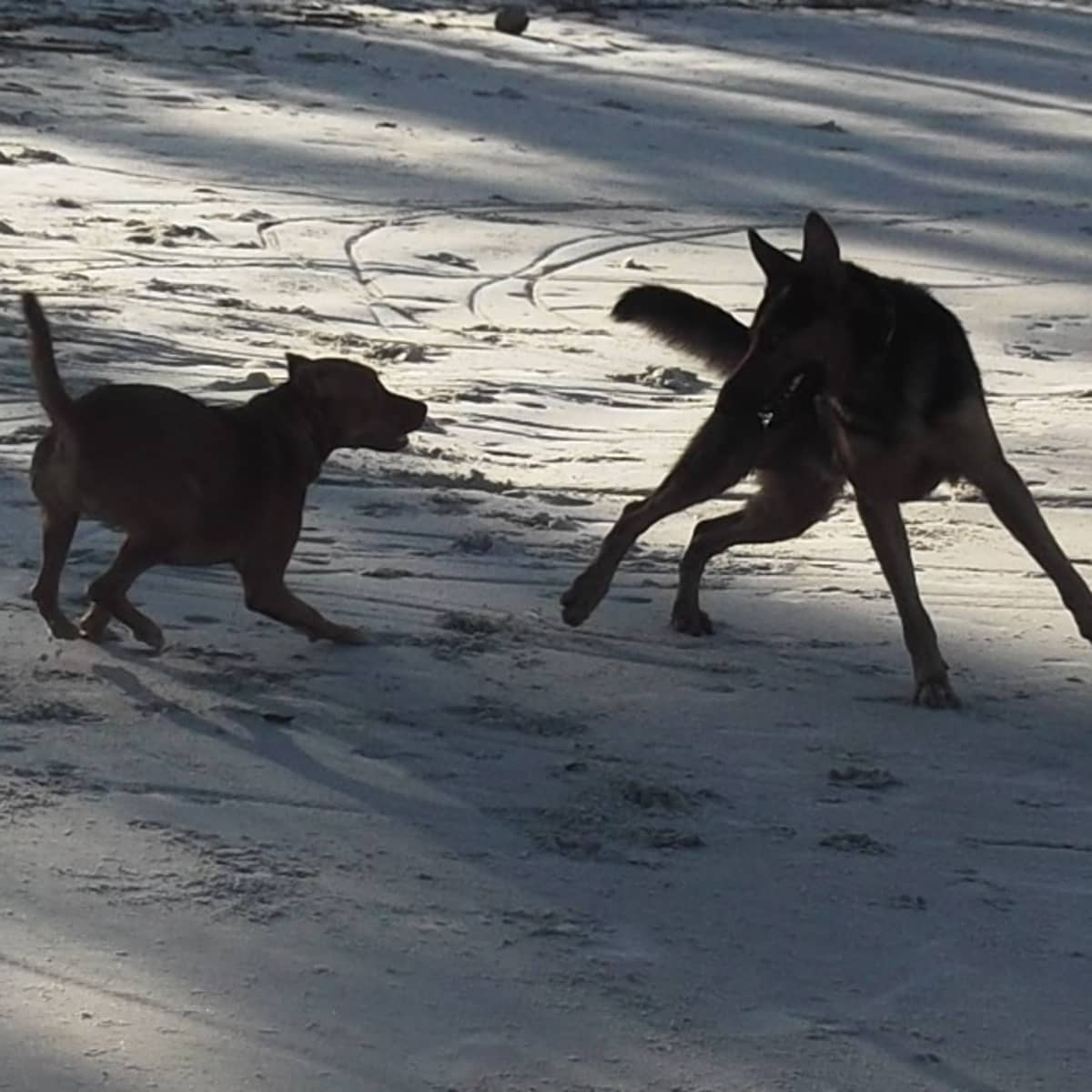 heartworm meds in winter