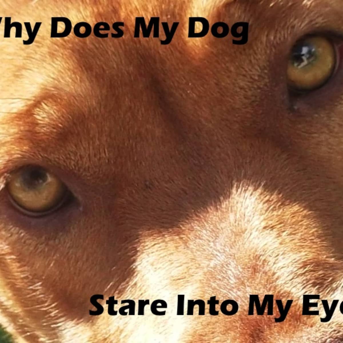 why do dogs just stare at nothing