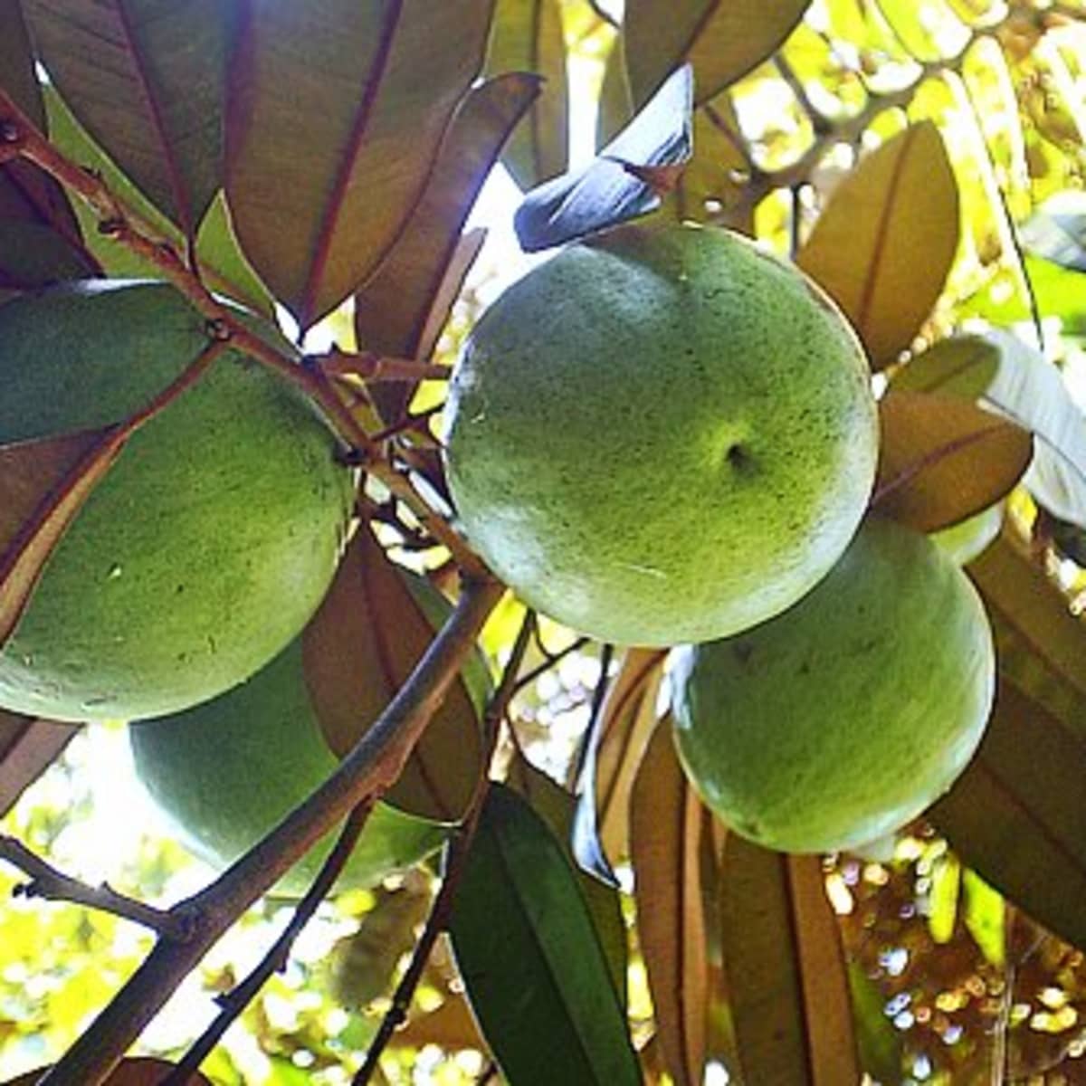Овошје од јамајканско млеко