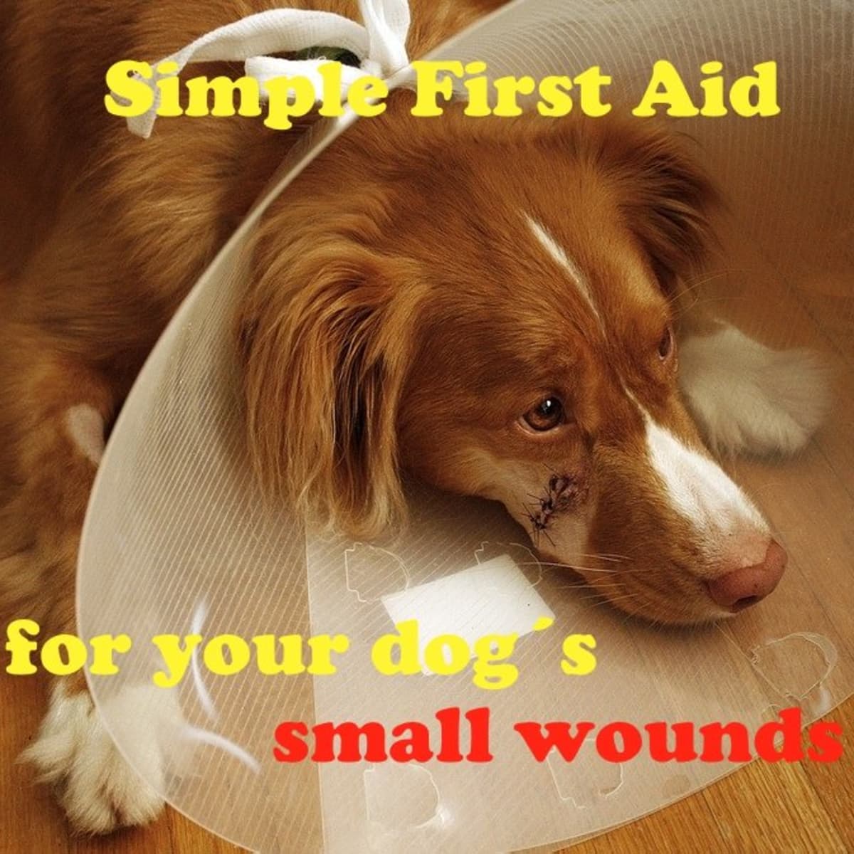 Dog Wounded And No Vet? Simple First Aid to Treat Cuts And Small Wounds at  Home - PetHelpful