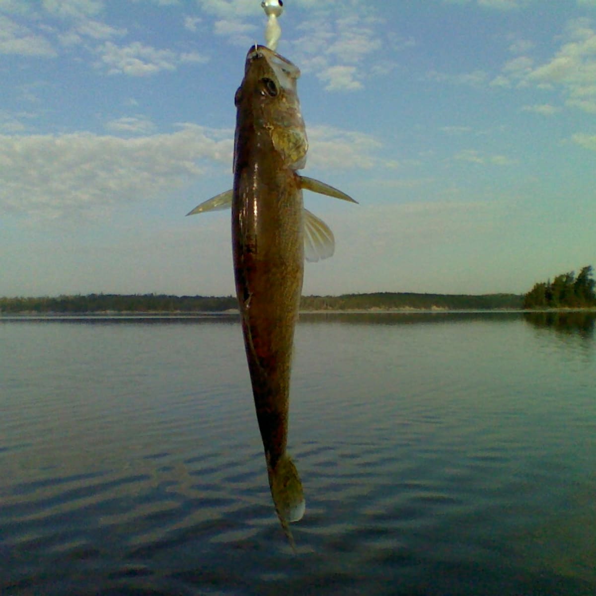 OROOTL Nylon Fishing Line Monofilament Fishing Line Abrasion Resistant Carp Fishing Line for Saltwater or Freshwater 