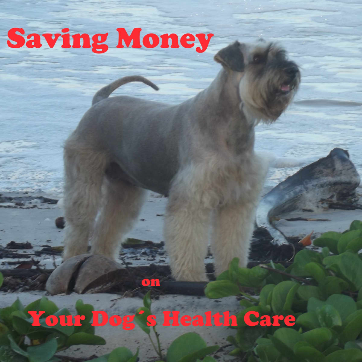 how much money should i save for a dog