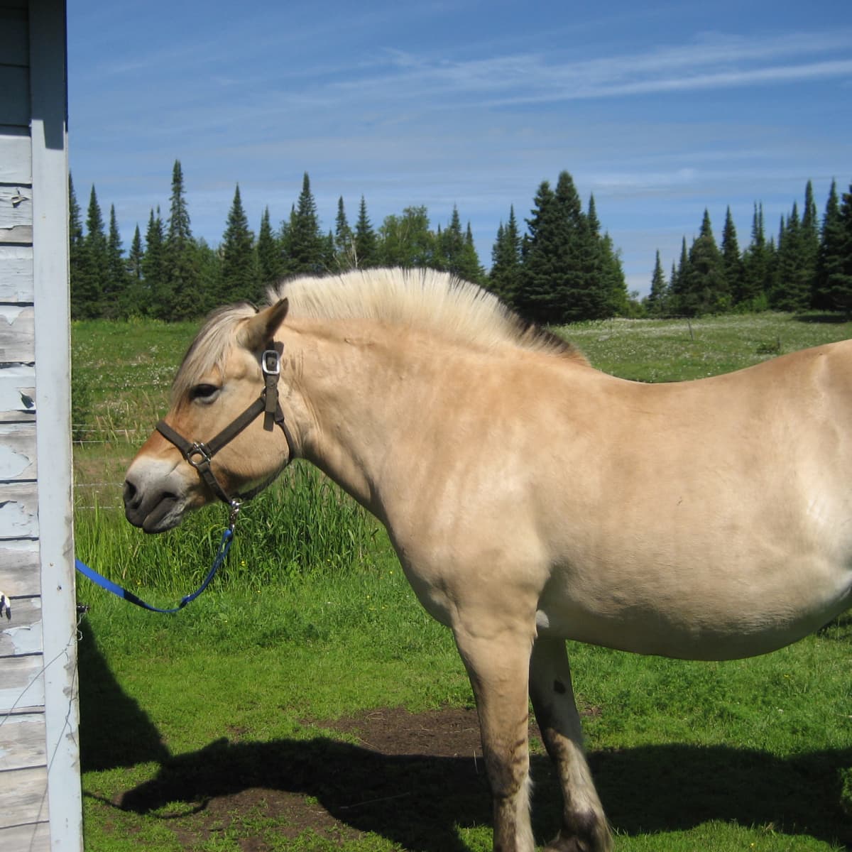 The Dos and Don'ts of Trimming a Horse - PetHelpful