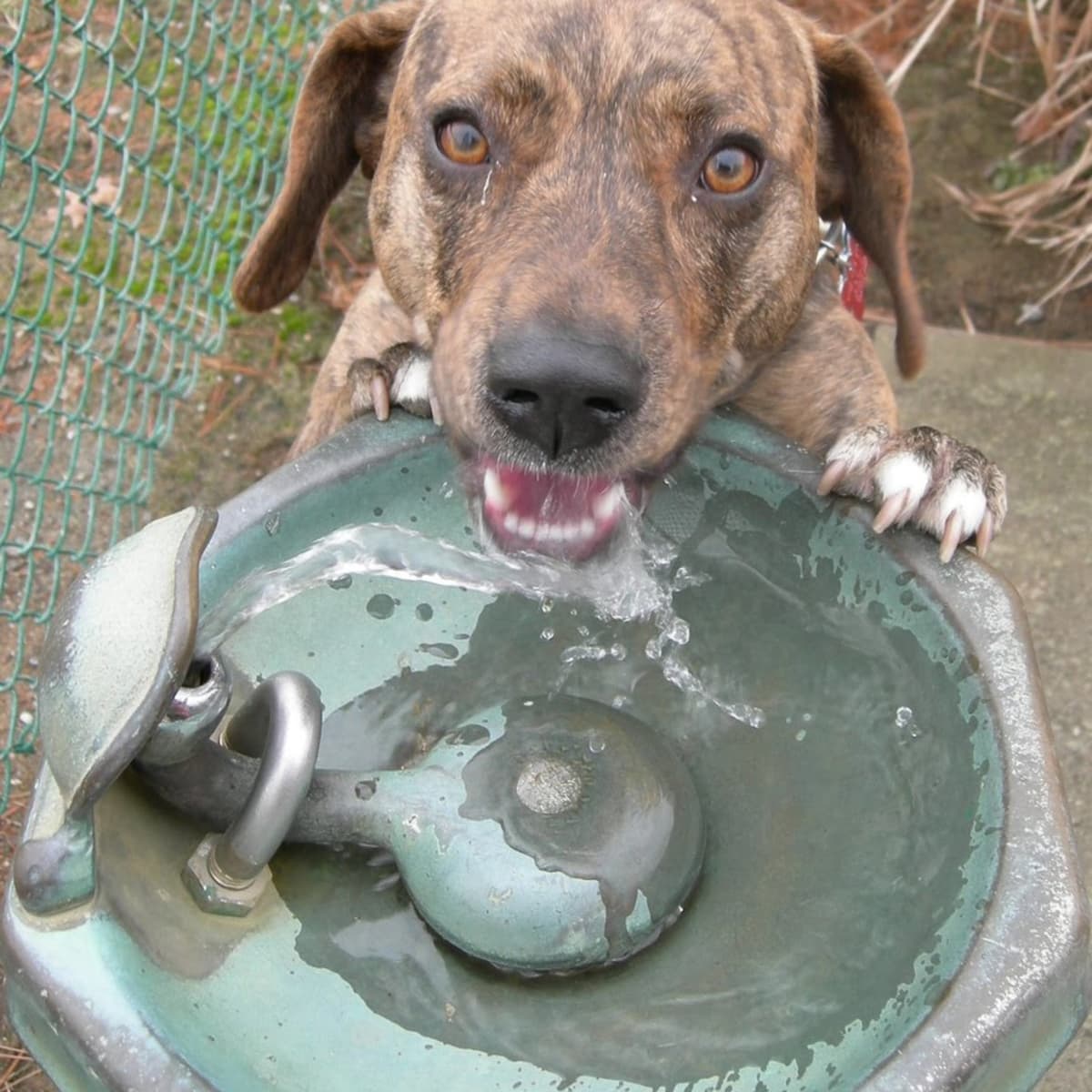 Щенок не пьет воду. Собака жара. Животные в жару. Животные пьющие воду. Собака спасается от жары.