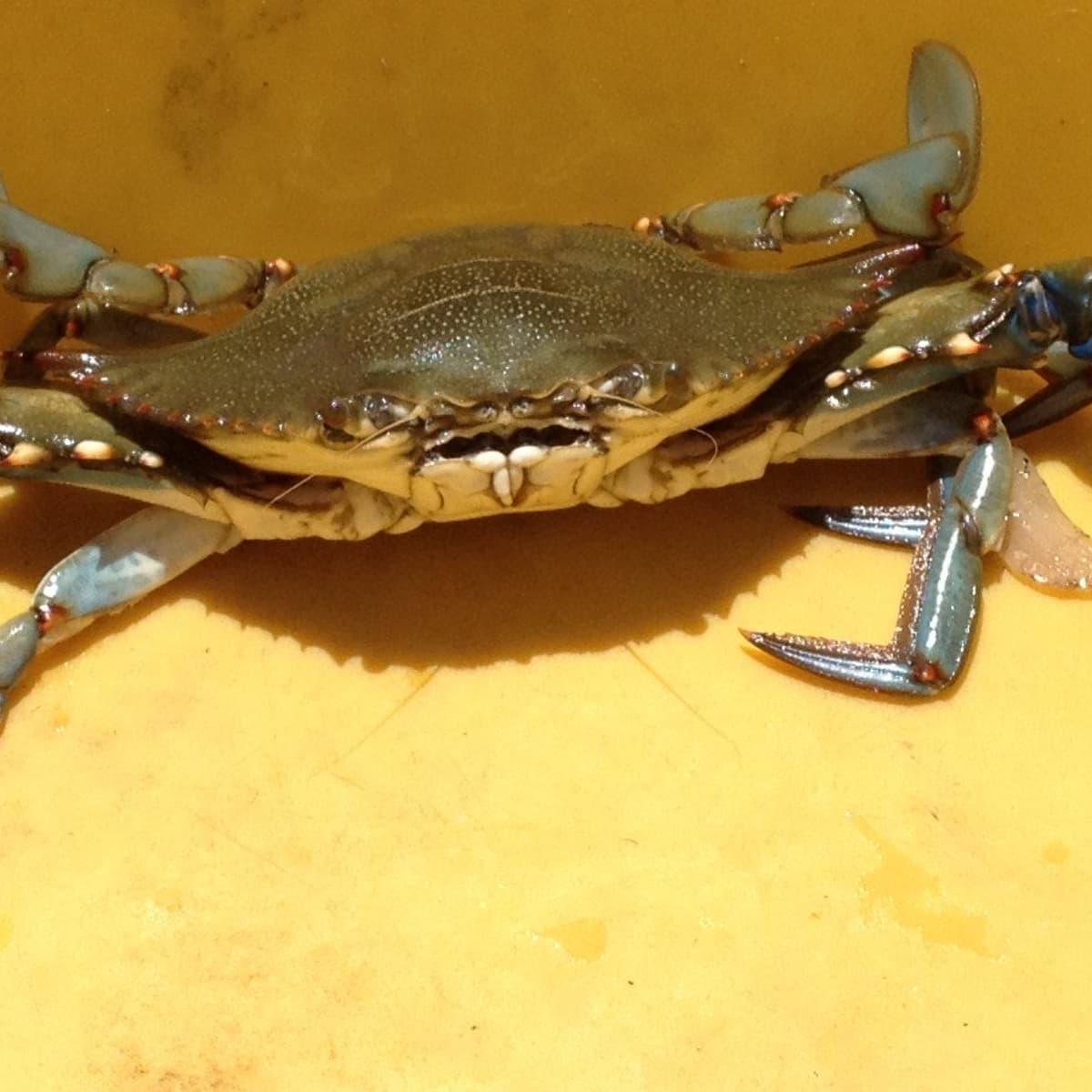 How to Catch, Clean, and Cook Blue Crabs - Delishably