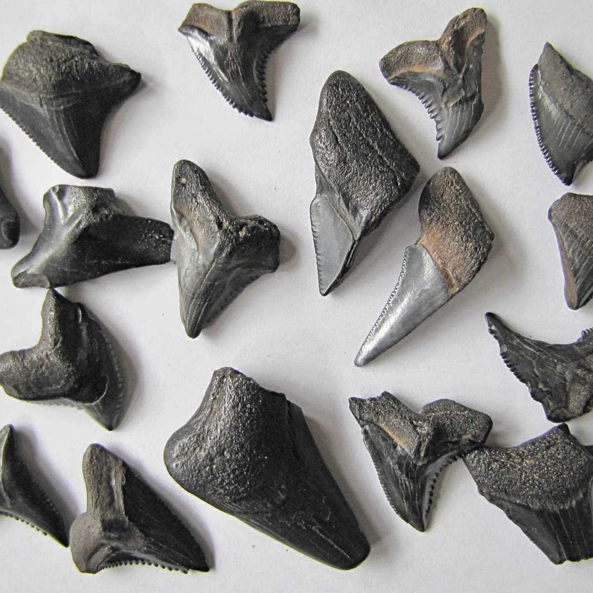 Junior Fossil Shark Teeth Collection Millions of Years Old Educational Gift Idea