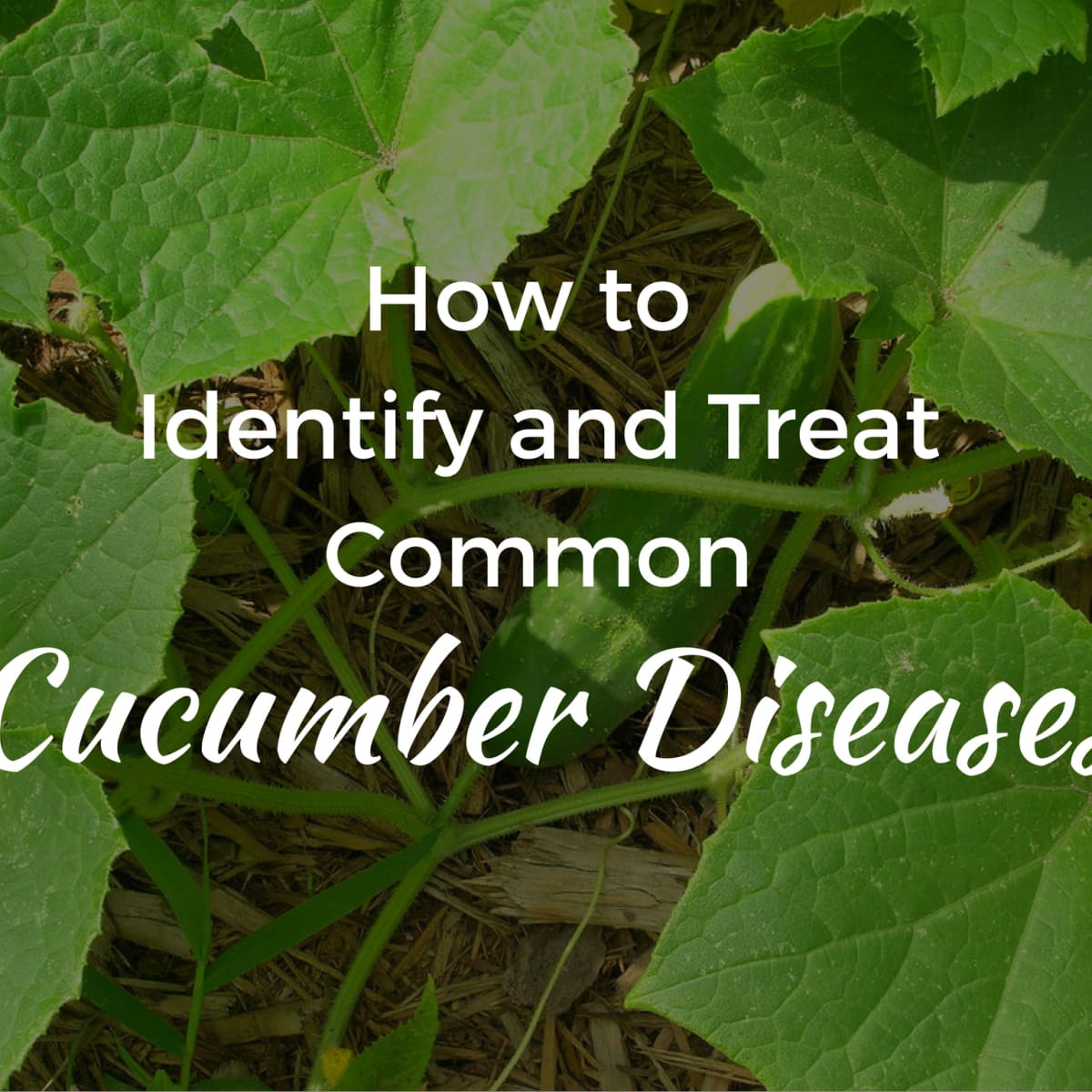 How To Identify And Treat Common Cucumber Diseases Dengarden