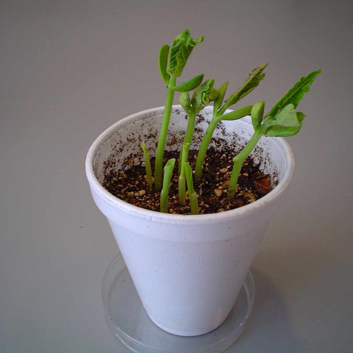 How Do Seeds Germinate? Monocots vs. Dicots - Owlcation