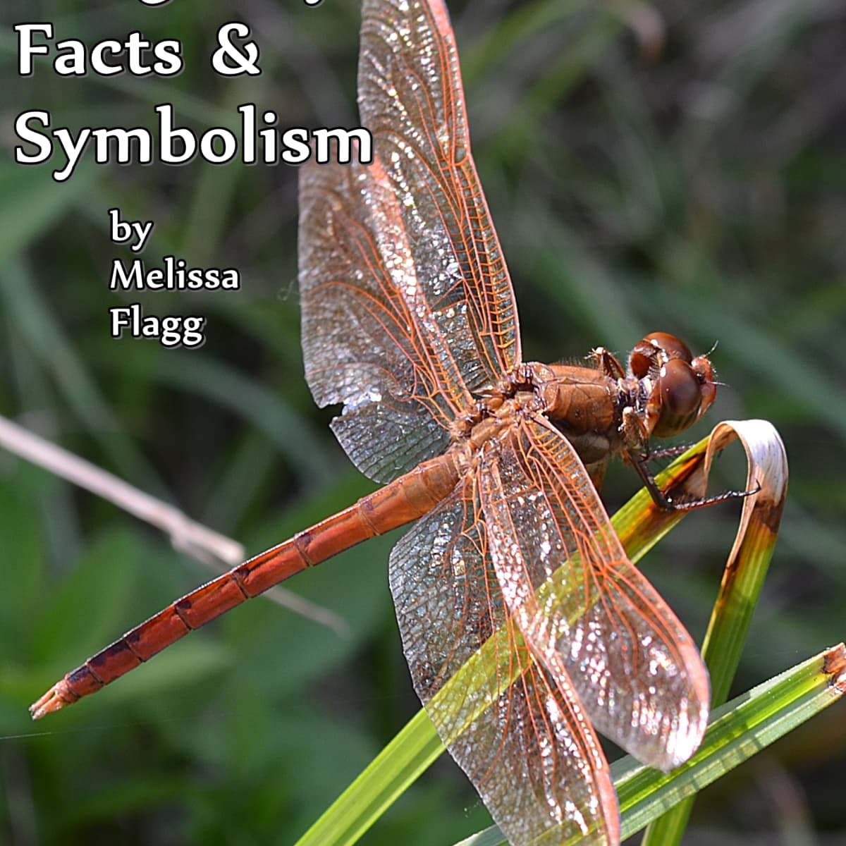 Dragonfly Facts and Symbolism - Owlcation
