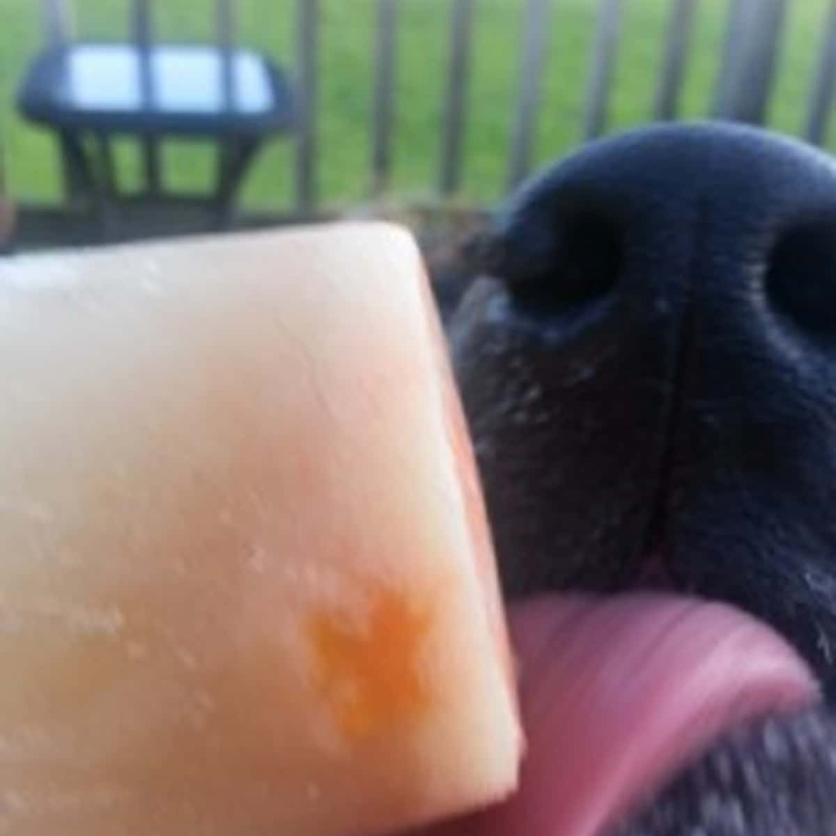 doggy popsicles