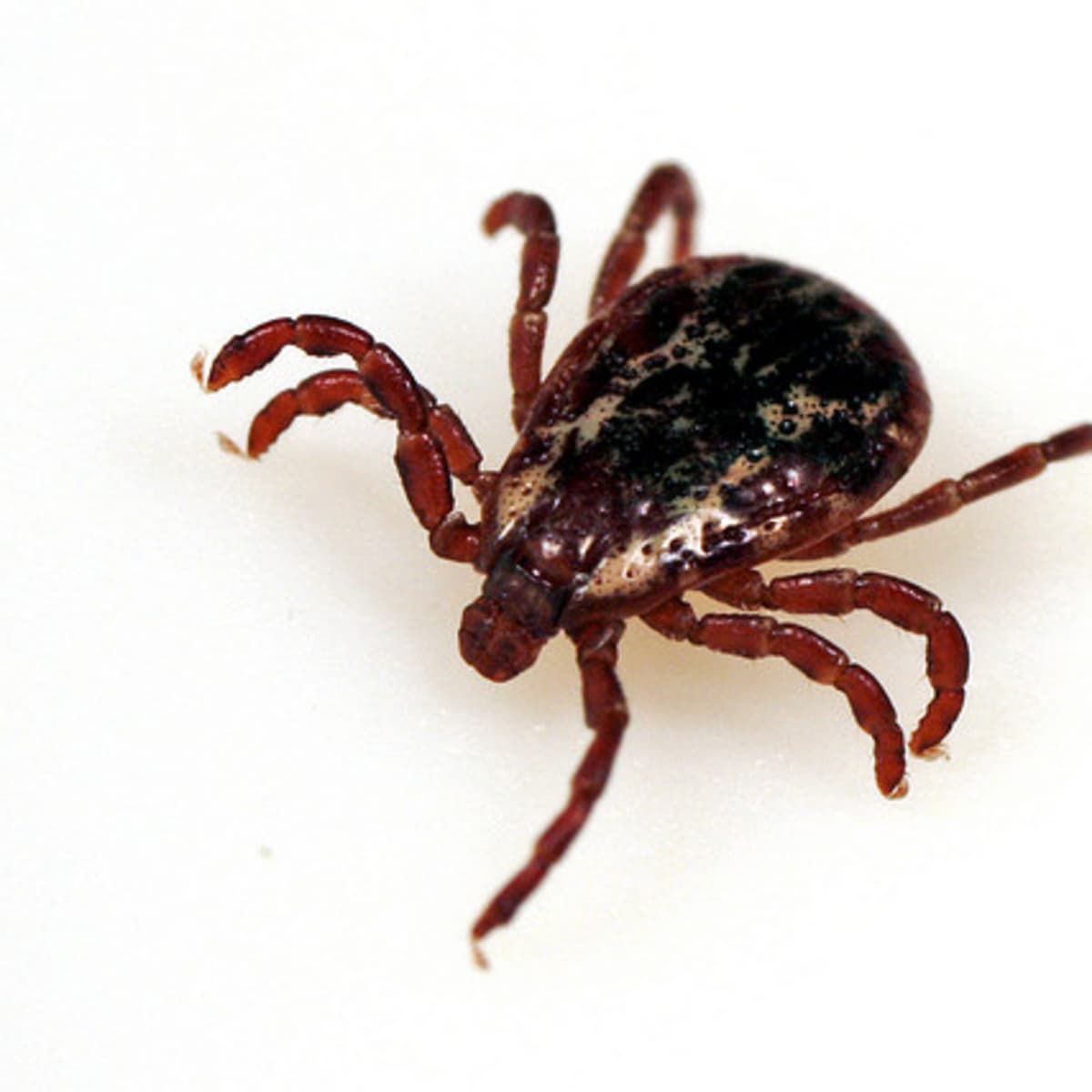 what is the best tick prevention for dogs