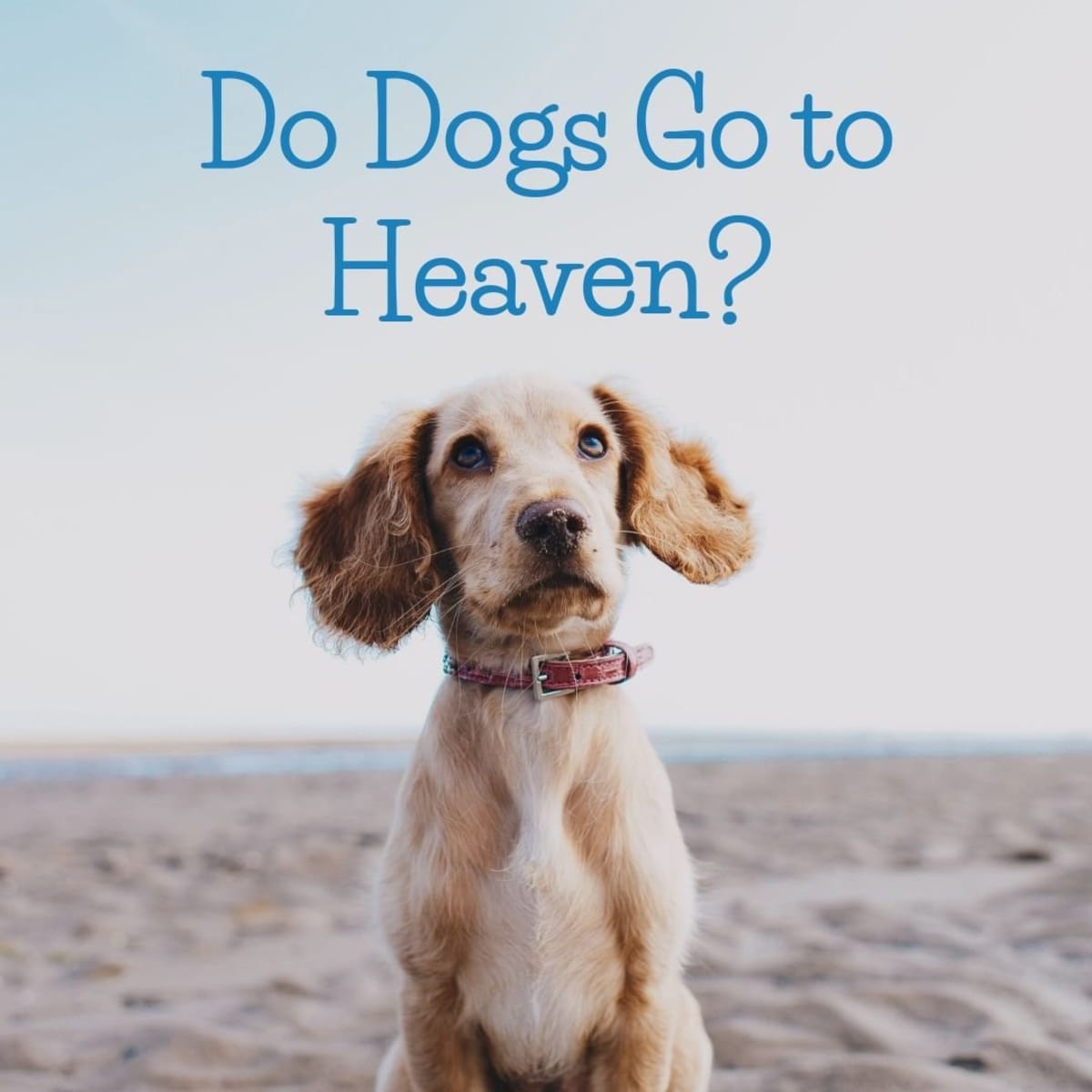 Do Dogs Go to Heaven? A Christian Perspective - PetHelpful