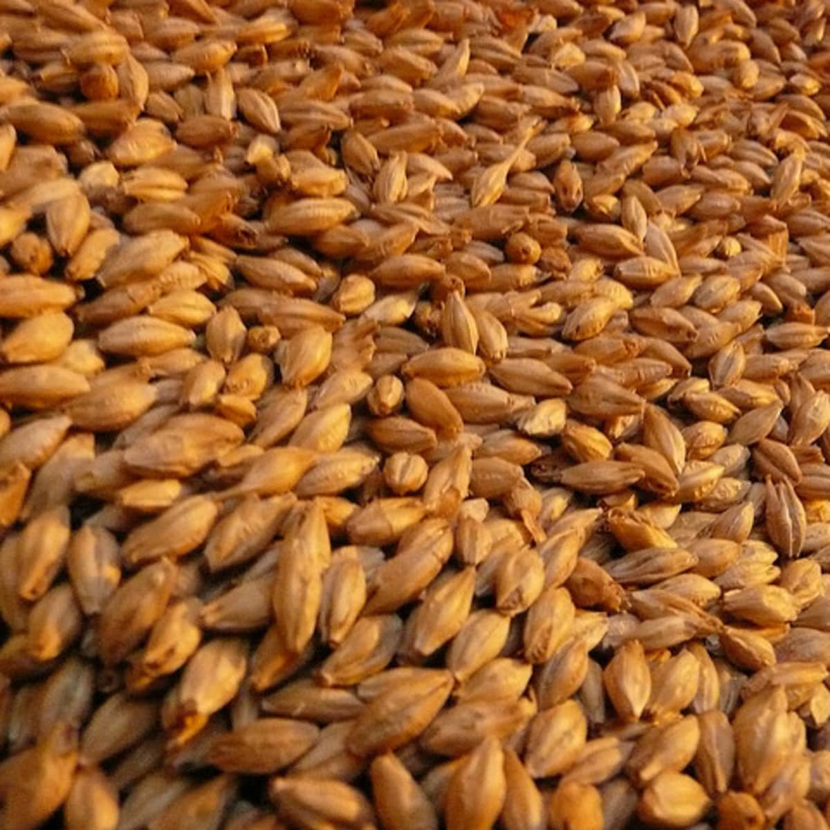 barley vs wheat appearance