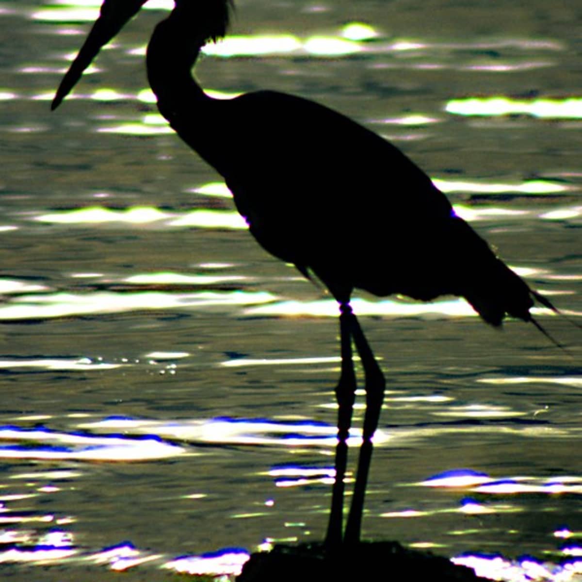 crane bird in water