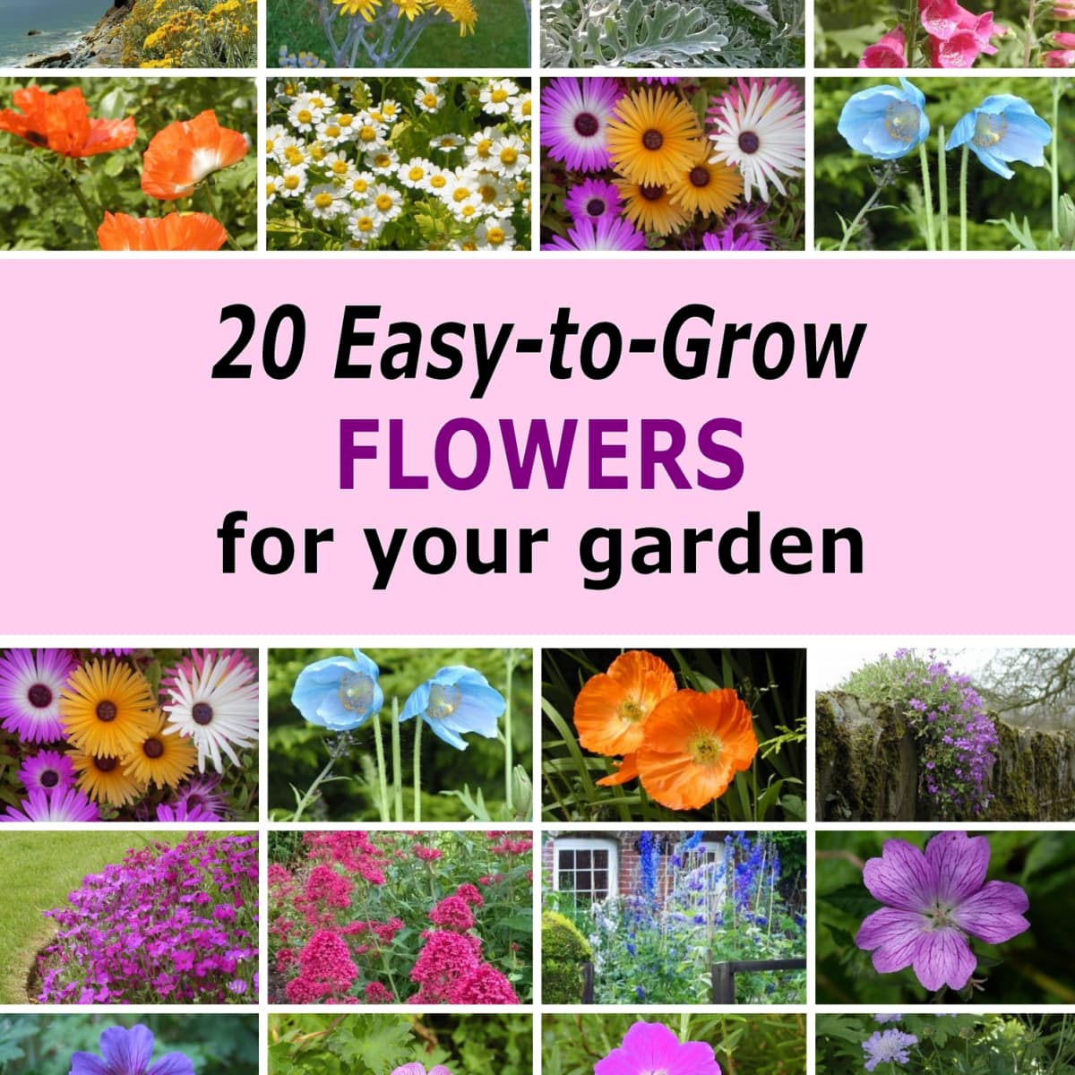 20 Easy to Grow Flowers for a Beautiful Garden   Dengarden