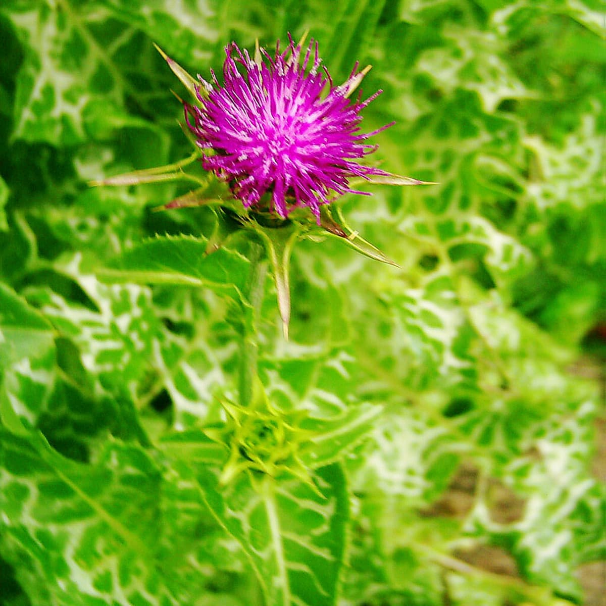 How to Forage, and Why Foraging Is Good for Your Health - Delishably