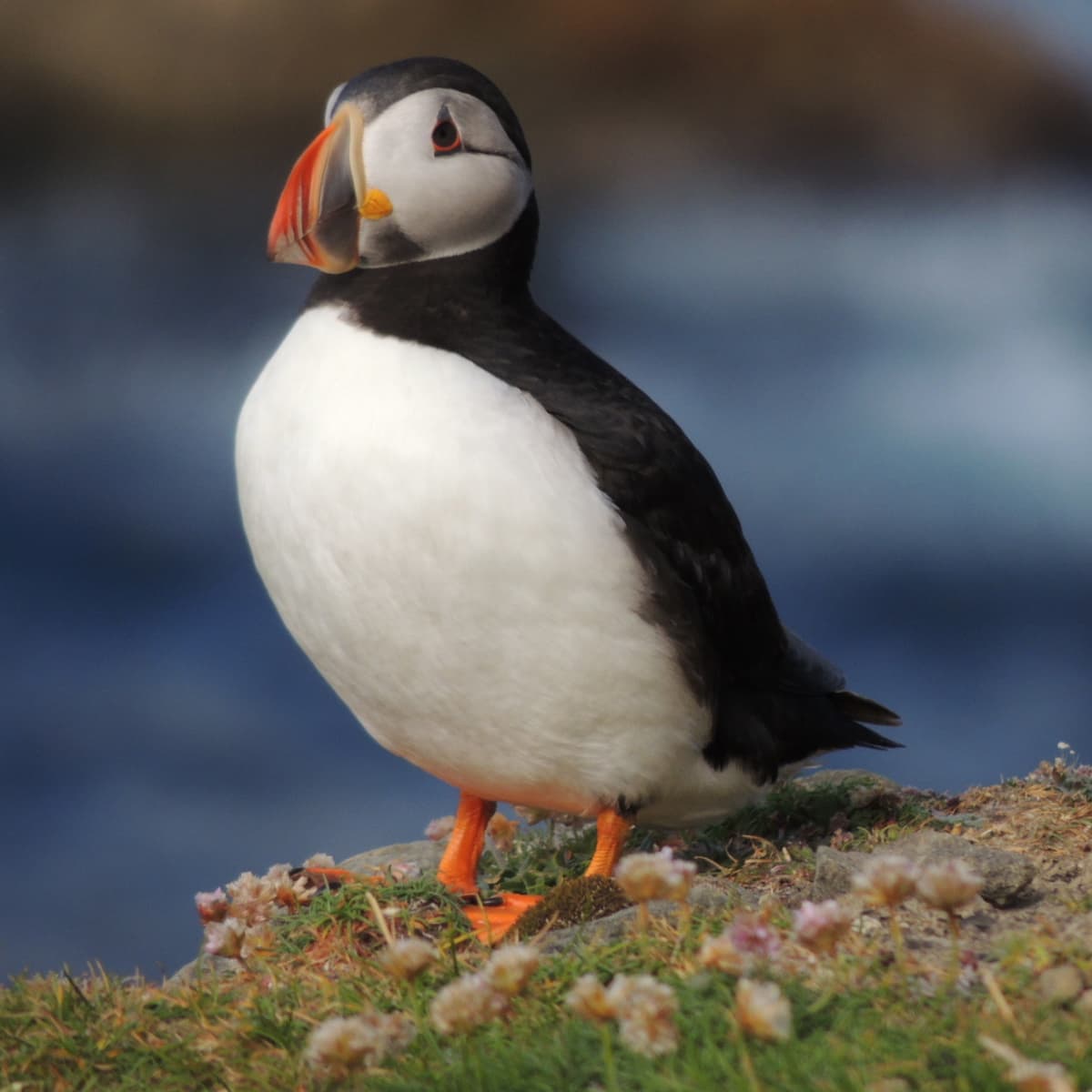 Fun Facts About Puffins for Kids - Owlcation