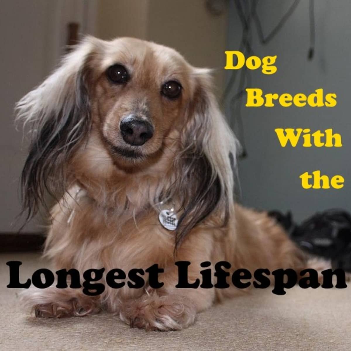 5 Dog Breeds With the Longest Life Expectancy - PetHelpful