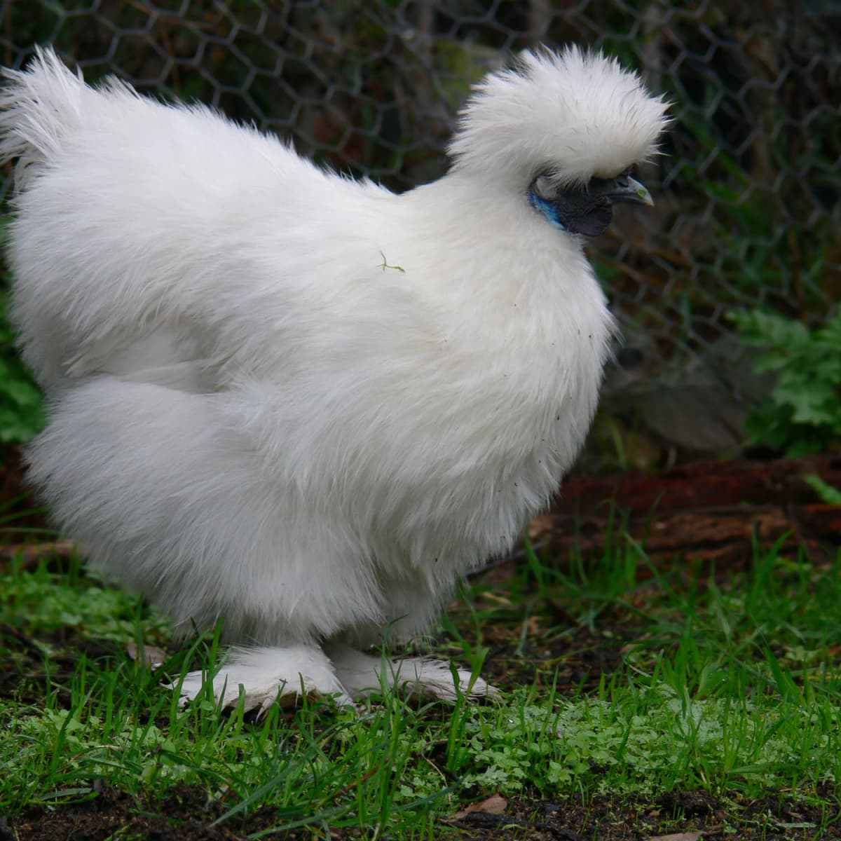 Five Weird And Uncommon Chicken Breeds Owlcation