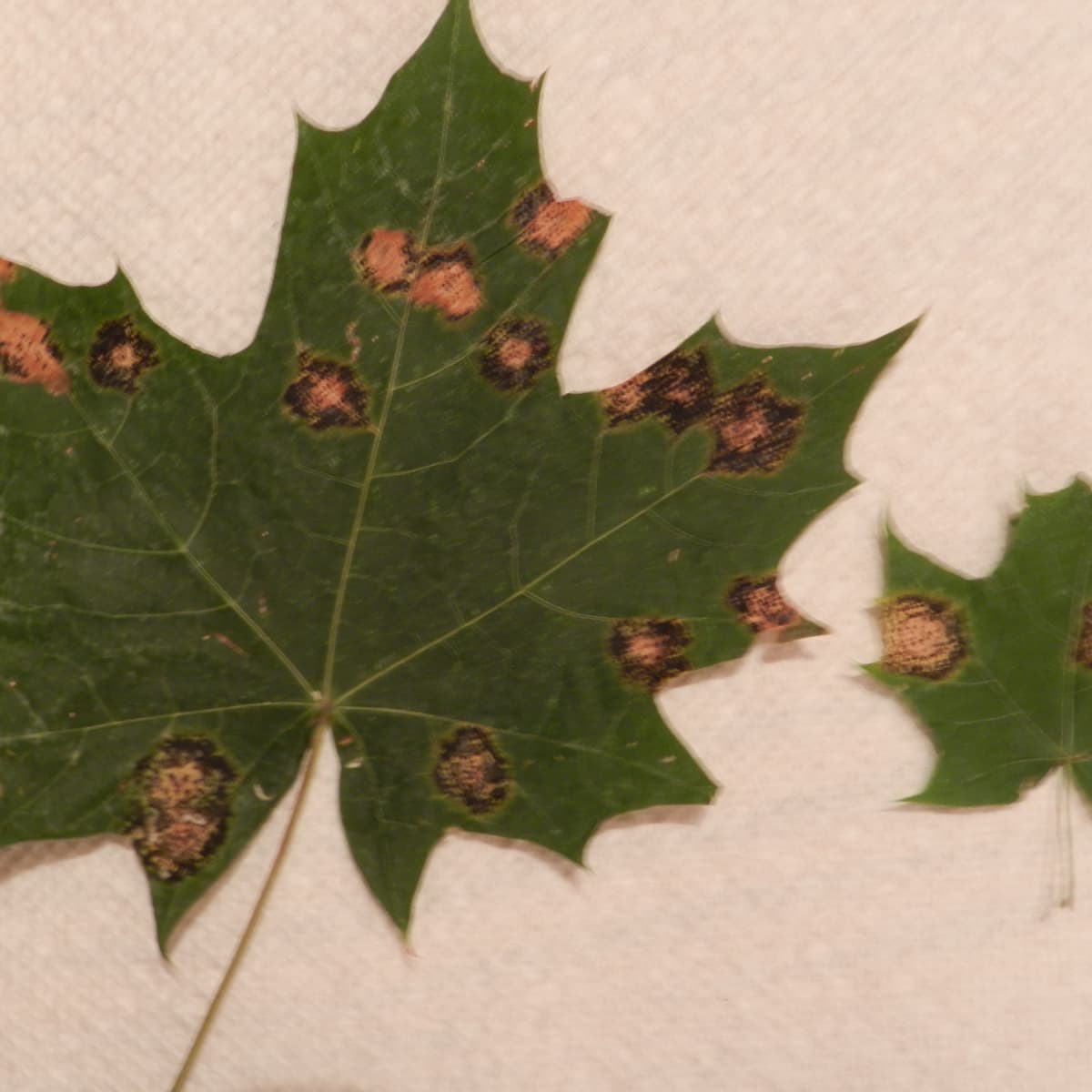 How To Identify And Control Maple Tar Spot Dengarden