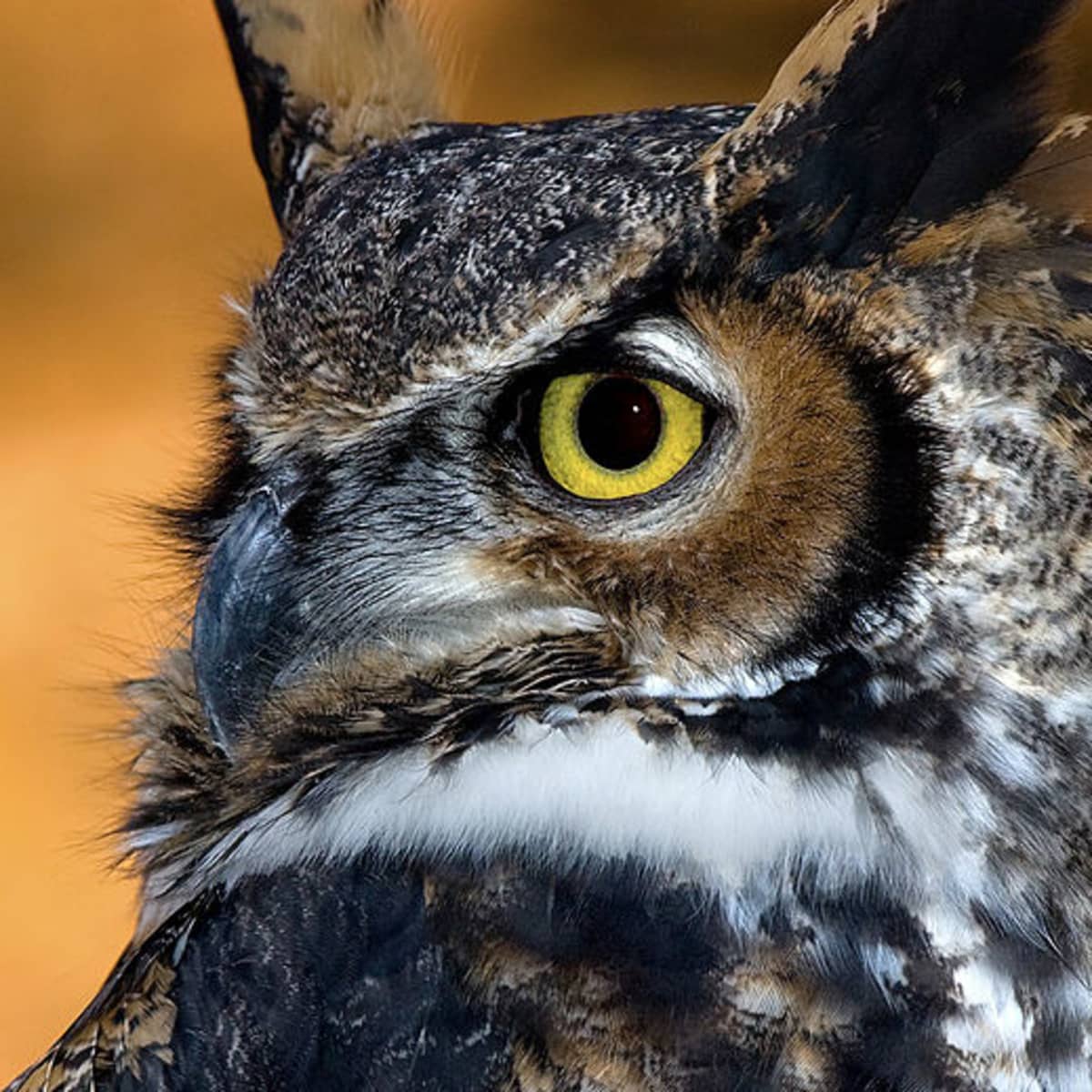  Birds of Prey in Florida