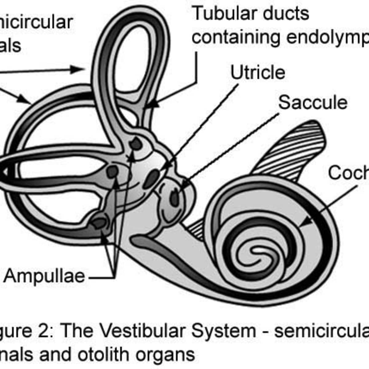 otolith organs and semicircular canals