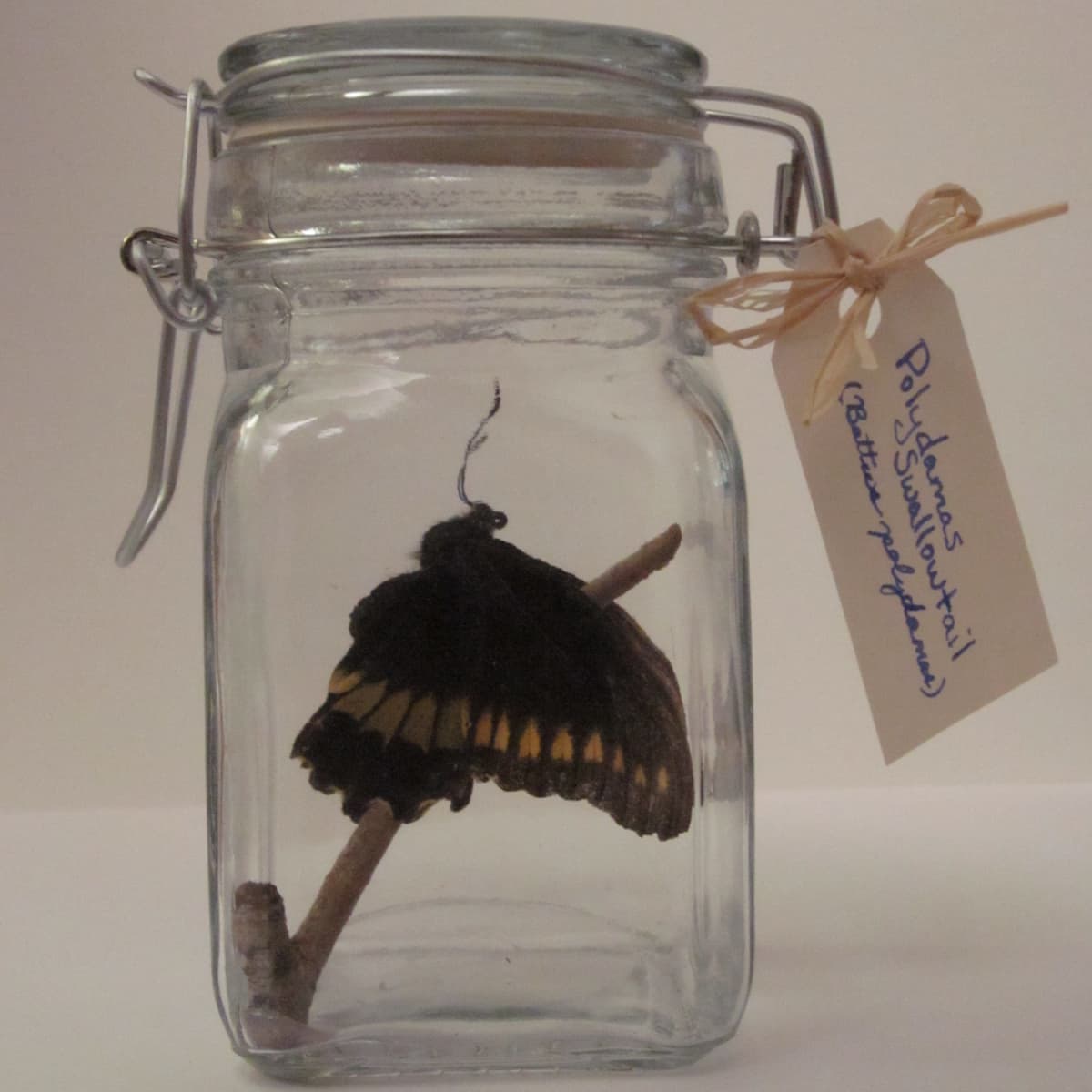 The Butterfly Company: Preserved Dried Butterflies & Insects