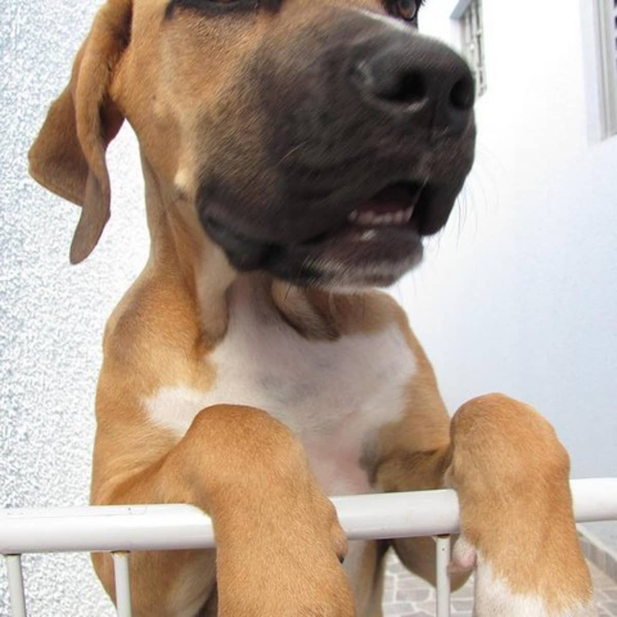 Fila Mastiff) a Great Guard Dog - PetHelpful