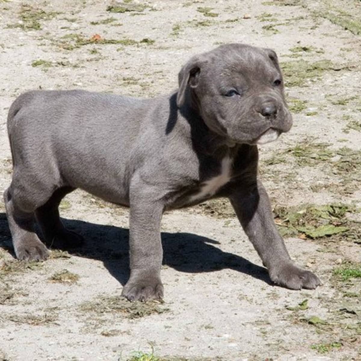 How Much Does It Cost to Own a Cane Corso?